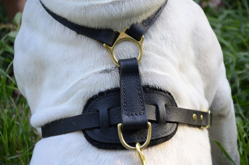 American Bulldogs dog harness