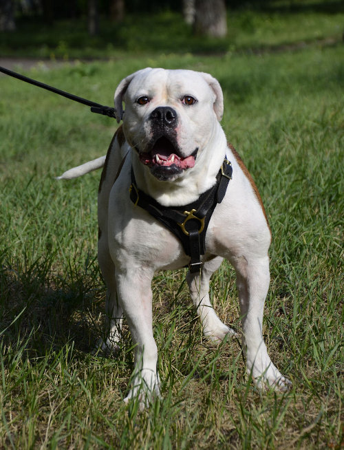 American Bulldog Leather Dog Harness