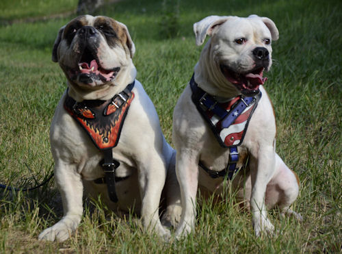 American Bulldog Harness UK