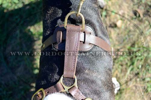 Leather dog harness for Bull Terrier