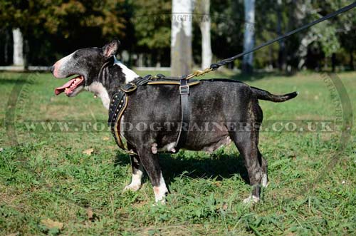 Soft Dog Harness