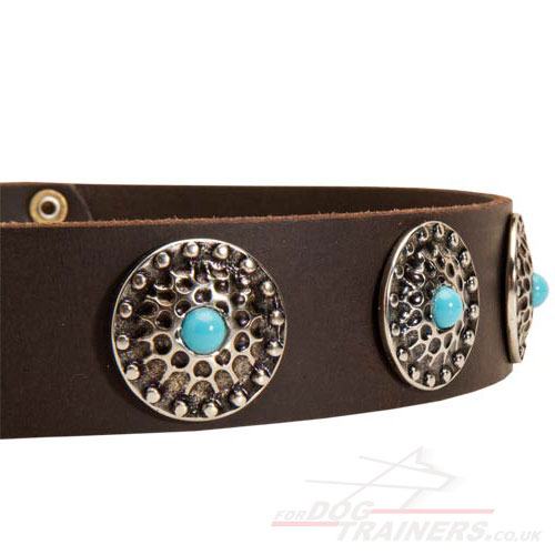 pit bull collars