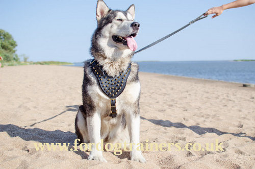 stylish dog harness