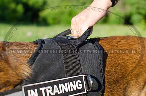 Malinois harness