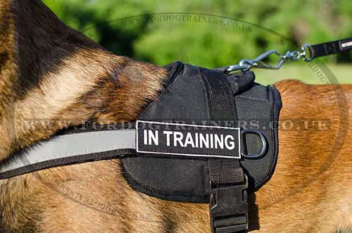 Malinois harness