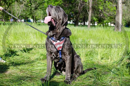 mastino napoletano dog harness