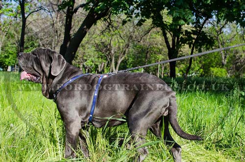 mastino napoletano dog harness