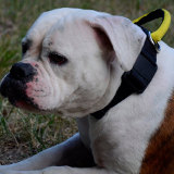 Reliable nylon dog collar