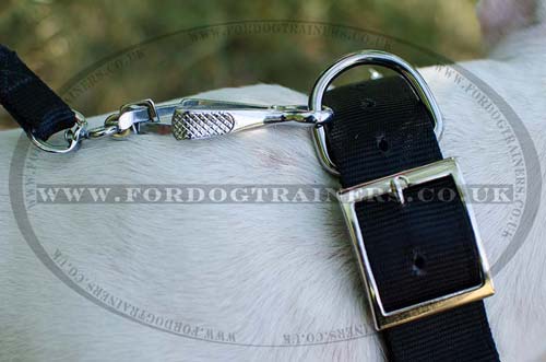 English Bull Terrier Collar