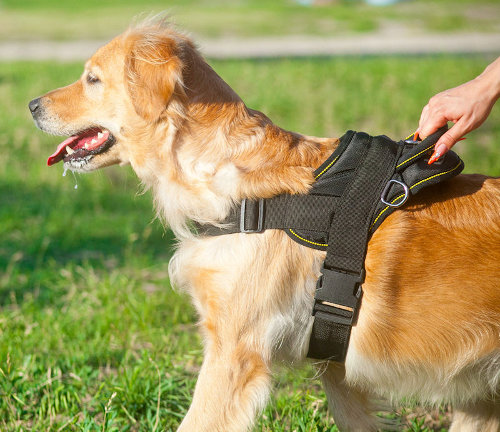 dog harness with handle