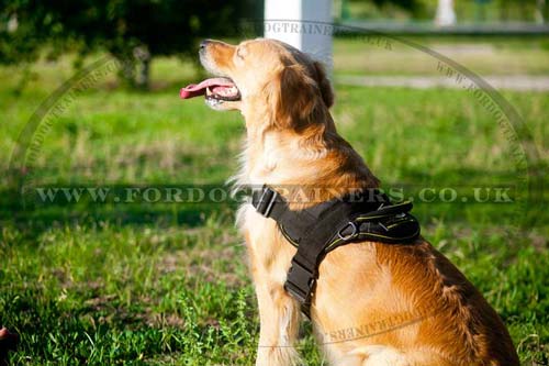 Nylon dog harness