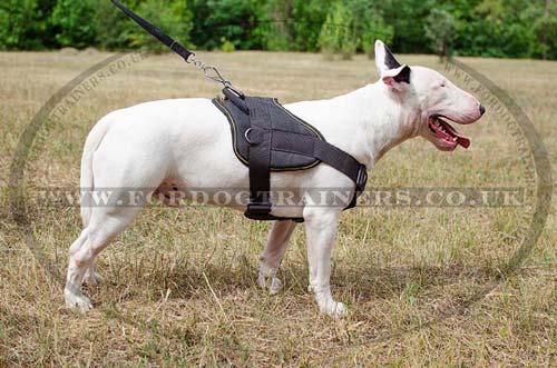 Nylon harness for Bull Terrier