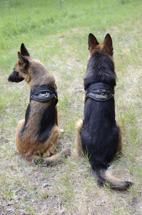 Nylon dog harness