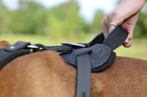 Padded dog harness