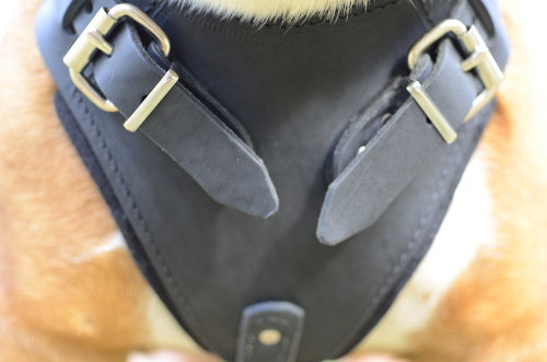 Padded Dog Harness for Bulldog