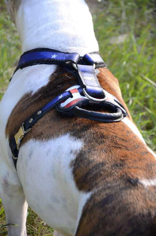 American Bulldog Harness UK