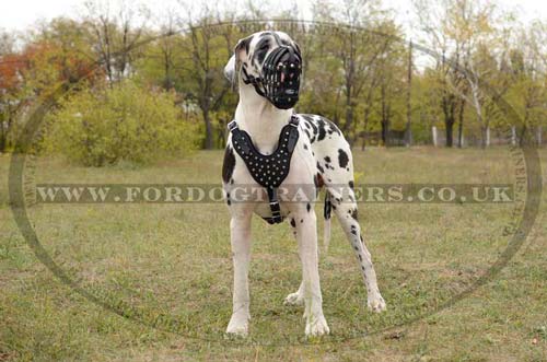 Leather Harness with Studs for Large Dog Breeds