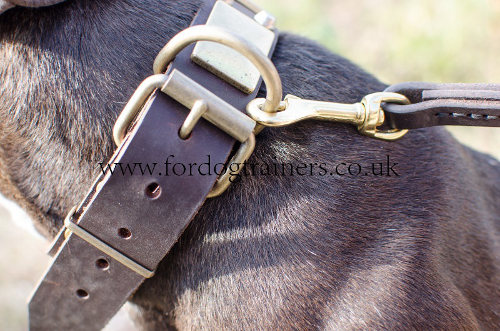 Dog Collars for Pitbulls