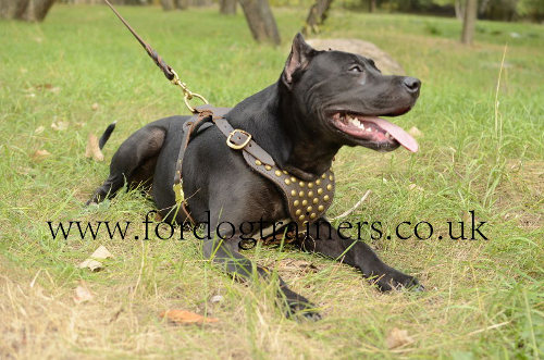 Pitbull harness