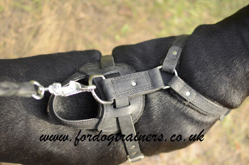 Pitbull harness UK