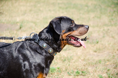 Rottweiler collars