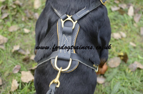 Rottweiler Harness UK