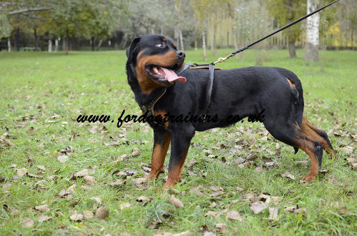 Rottweiler Harness UK