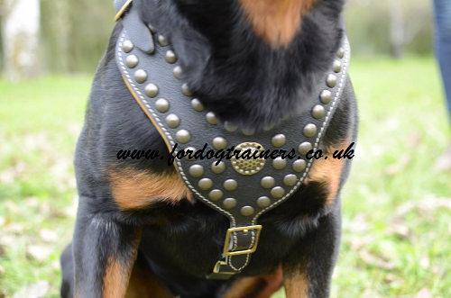 Rottweiler Harness UK