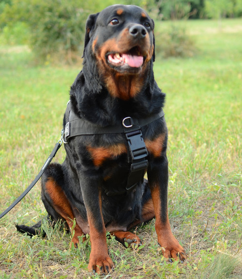 Rottweiler Harness UK