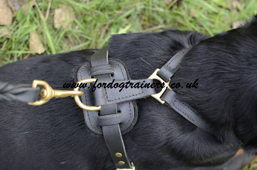 Rottweiler harness UK favourite