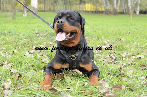 Rottweiler harness UK favourite