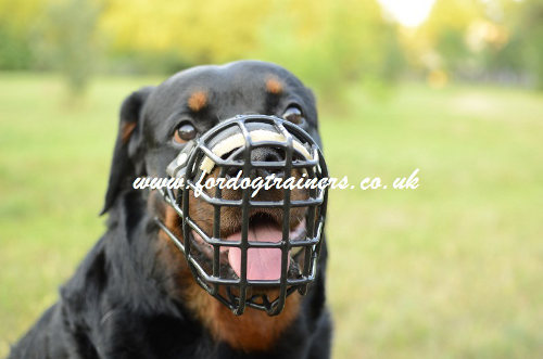 Rottweiler Muzzle