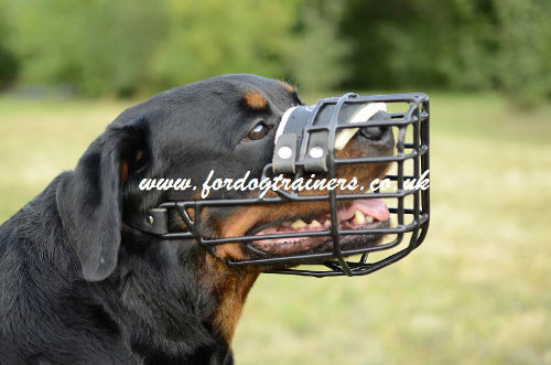 Rottweiler Muzzle