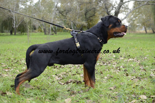 Rottweiler harness UK favourite