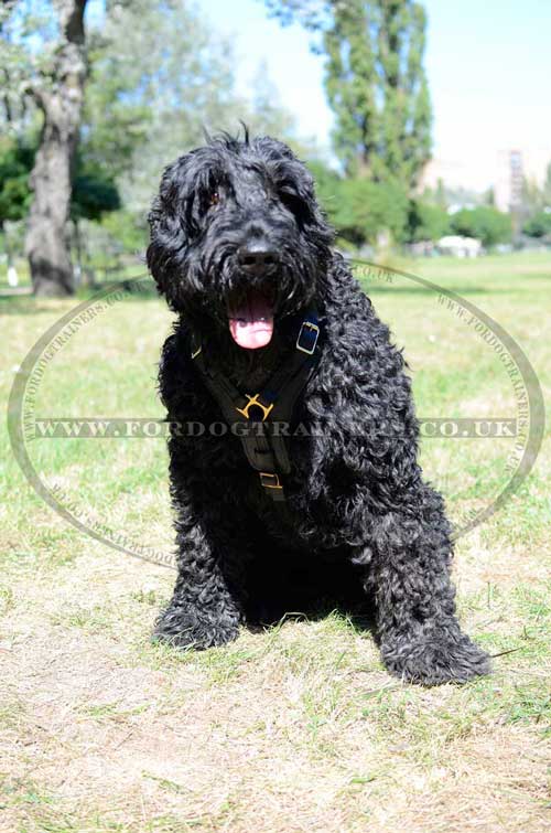 Russian Terrier Dog Harness