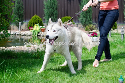 Husky walking