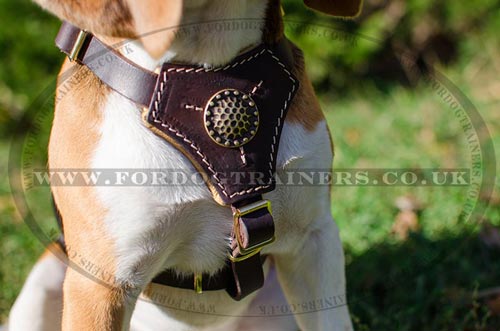 Beagle harness UK