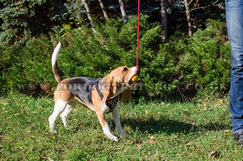 small dog harness for beagle