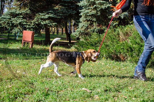small dog harness for beagle