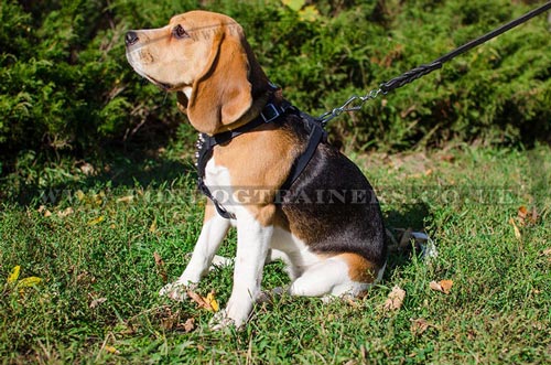 small dog harness for beagle