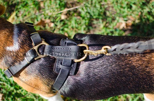 Beagle Harnesses UK