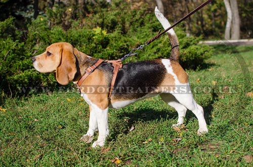 small dog harness for beagle