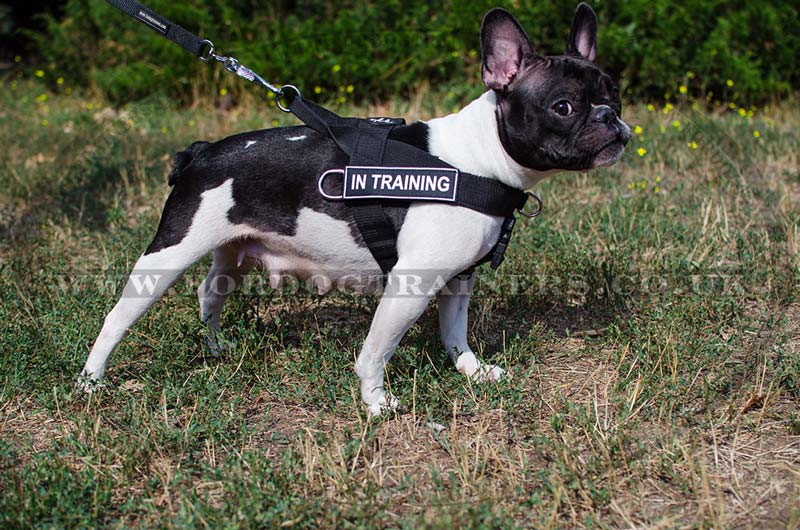 Best julius k9 for french bulldog 2025