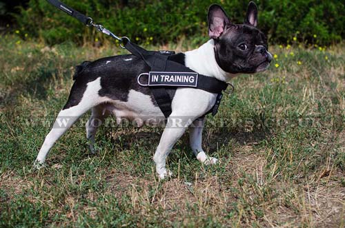 Small Dog Harness for French Bulldog