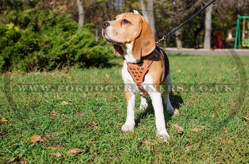 Beagle Harnesses UK