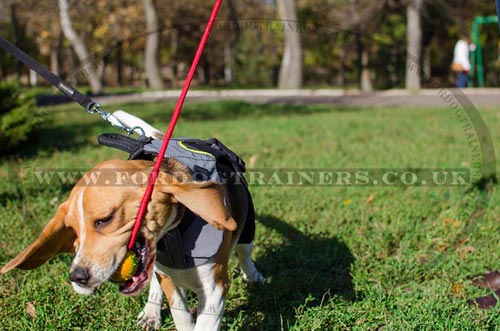 solid rubber dog ball on
rope