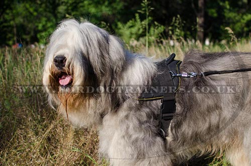 Nylon Harness for Dogs