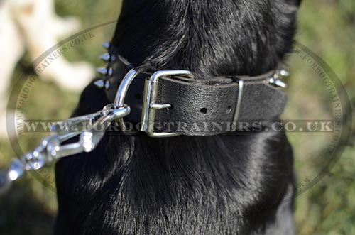 Spiked dog collar for Labrador