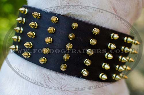 Wide dog collar for Bull Terrier