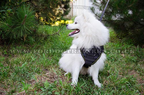 Small Dog Harness UK